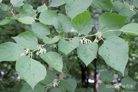 Alangium begoniaefolium leaf3.jpg